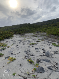 South Side Ocean Front Land